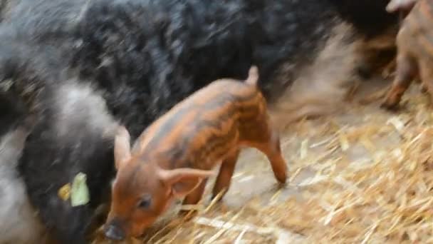 Mangalitsa piglet — Stock Video