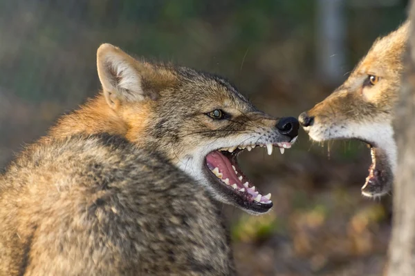 Golden jackals (Canis aureus) — Stock Photo, Image