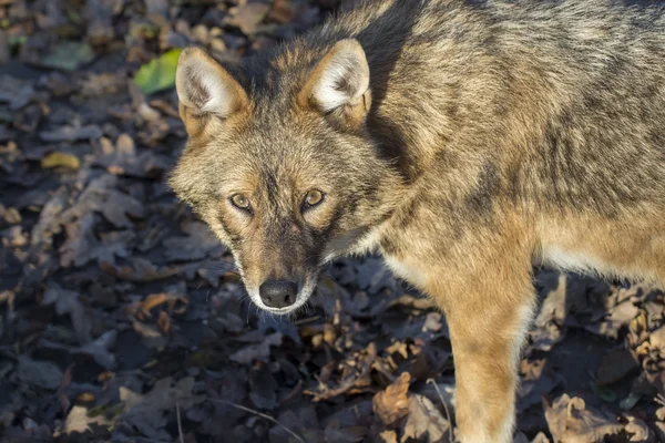 Gyllene schakal (canis aureus) — Stockfoto