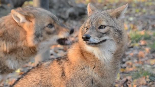 Chacal dourado (Canis aureus ) — Vídeo de Stock