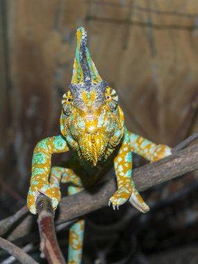 örtülü bukalemun (bayağı calyptratus)