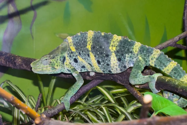 Meller's chameleon (Trioceros melleri) — Stock Photo, Image