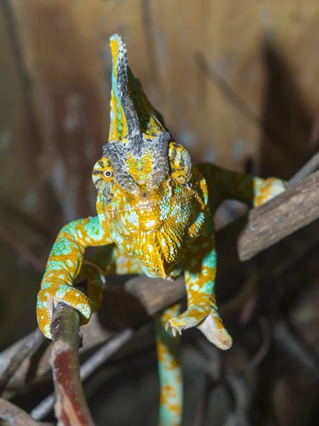 Camaleón velado (Chamaeleo calyptratus ) —  Fotos de Stock