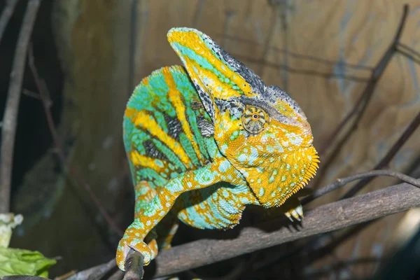 Jemenkameleon (chamaeleo calyptratus) — Stockfoto