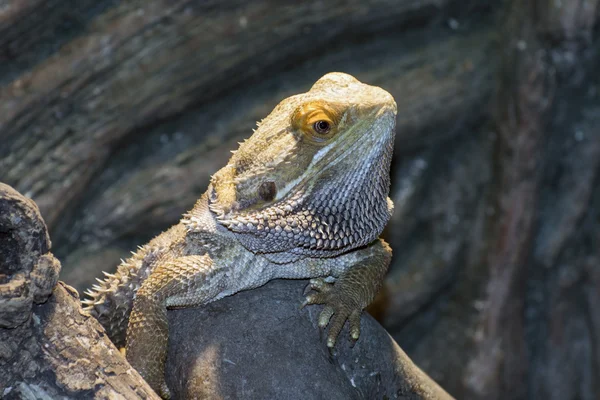 İç Dragons (Pogona vitticeps sakallı) — Stok fotoğraf