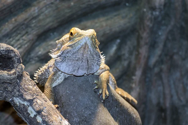 İç Dragons (Pogona vitticeps sakallı) — Stok fotoğraf