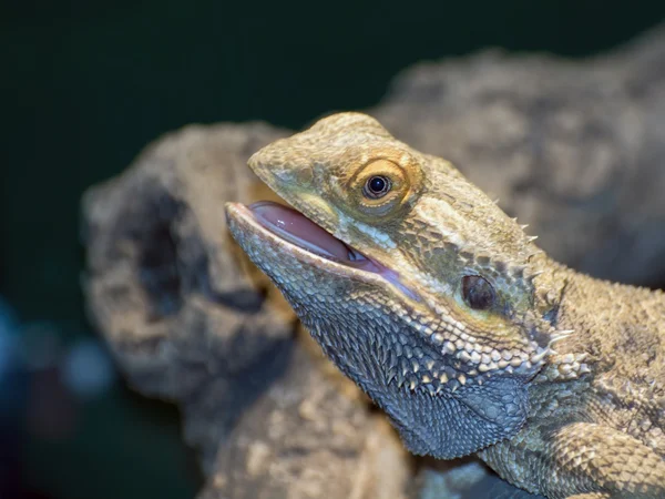 İç Dragons (Pogona vitticeps sakallı) — Stok fotoğraf