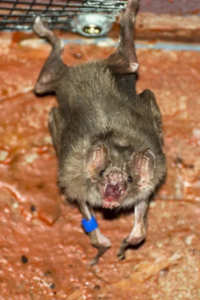 Murciélago vampiro común (Desmodus rotundus ) — Foto de Stock