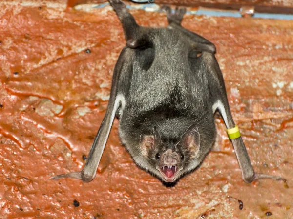 Murciélago vampiro común (Desmodus rotundus ) — Foto de Stock
