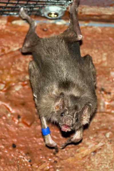 Morcego vampiro comum (Desmodus rotundus ) — Fotografia de Stock