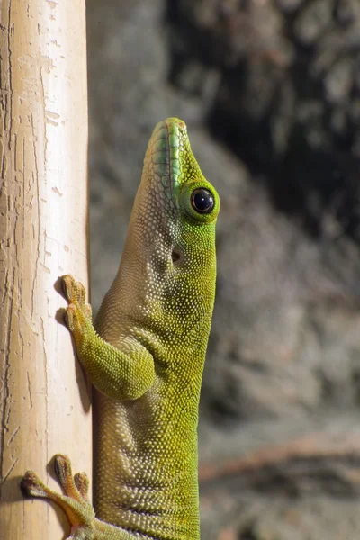 Гигантский геккон Коха (Phelsuma madagascariensis kochi ) — стоковое фото