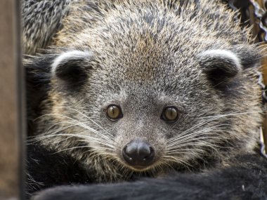 Binturong (Arctictis binturong yüzü)