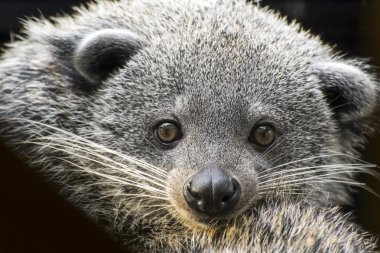 Binturong (Arctictis binturong yüzü)