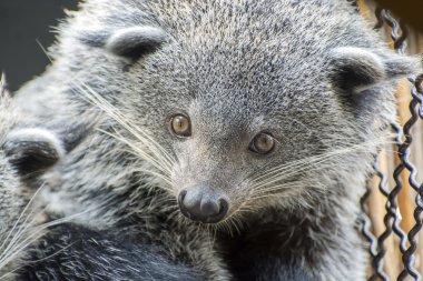 Binturong (Arctictis binturong yüzü)