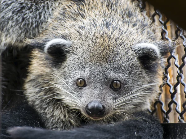 Face de binturong (Arctictis binturong ) — Fotografia de Stock