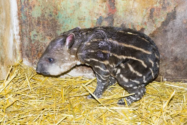 Neugeborener Flachlandtapir (Tapirus terrestris)) — Stockfoto