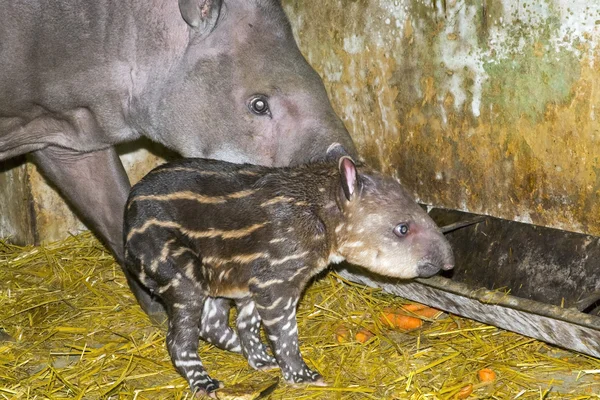 Pasgeboren laagland tapir (Tapirus terrestris) — Stockfoto