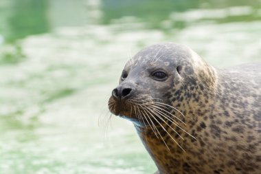 Harbor seal (Phoca vitulina) clipart