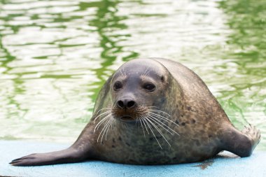 Liman Mührü (Phoca vitulina)