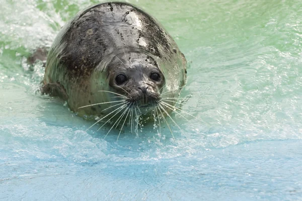 Hamnsäl (Phoca vitulina)) — Stockfoto