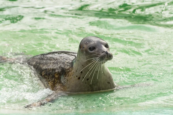 Focă portuară (Phoca vitulina ) — Fotografie, imagine de stoc