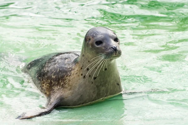 Liman Mührü (Phoca vitulina) — Stok fotoğraf