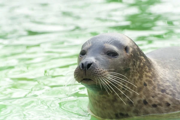 Liman Mührü (Phoca vitulina) — Stok fotoğraf