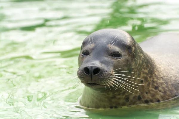 Liman Mührü (Phoca vitulina) — Stok fotoğraf