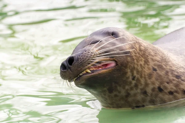 Pieczęć portowa (Phoca vitulina)) — Zdjęcie stockowe