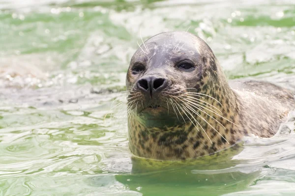 Liman Mührü (Phoca vitulina) — Stok fotoğraf