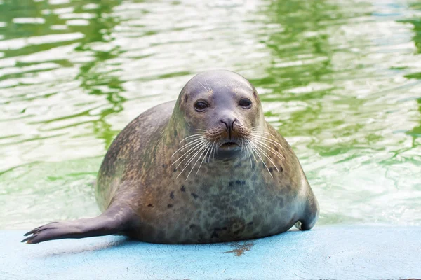 Pieczęć portowa (Phoca vitulina)) — Zdjęcie stockowe