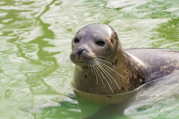 Hamnsäl (Phoca vitulina)) — Stockfoto