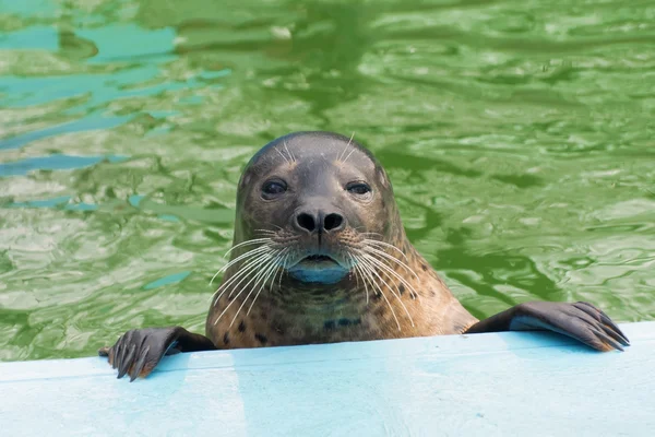 Hamnsäl (Phoca vitulina)) — Stockfoto