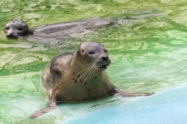 Pieczęć portowa (Phoca vitulina)) — Zdjęcie stockowe