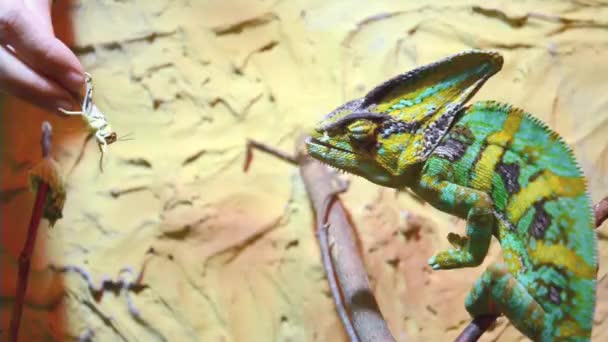 Feeding a veiled chameleon (Chamaeleo calyptratus) — Stock Video