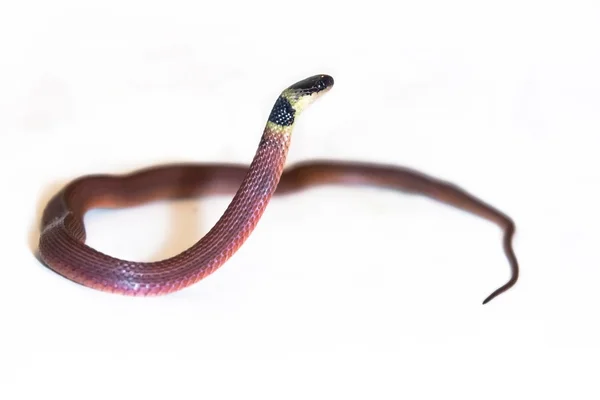 Redback kahve yılan (Ninia sebae) — Stok fotoğraf