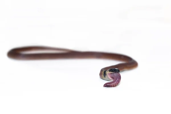Redback кава змія (Ninia ієрогліфий) — стокове фото