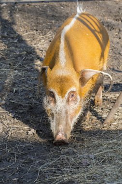 Kızıl nehir domuzu (Potamochoerus porcus)