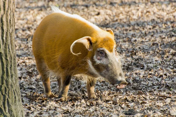 Świnia rzeczna czerwona (Potamochoerus porcus) — Zdjęcie stockowe