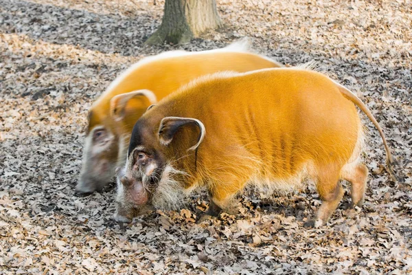 Porco do rio Vermelho (Potamochoerus porcus) — Fotografia de Stock