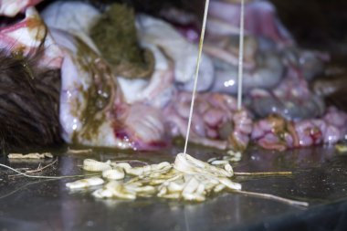 Tapeworm'ı bir diseksiyon tablo