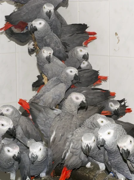 Crowd of confiscated African grey parrots (Psittacus erithacus) — Stock Photo, Image