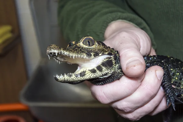 Crocodile nain (Osteolaemus tetraspis) ) — Photo