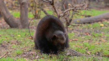 Wolverine (Gulo gulo)