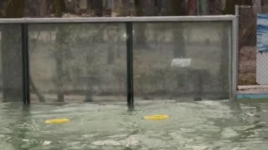 Harbor eğitim mühür (Phoca vitulina)