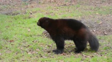 Wolverine (Gulo gulo)