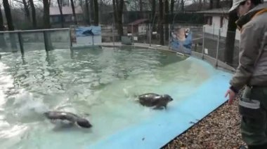 Harbor eğitim mühür (Phoca vitulina)