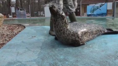 Harbor eğitim mühür (Phoca vitulina)