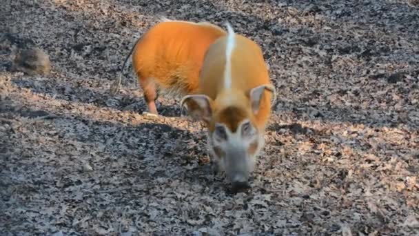 Red river hog (Potamochoerus porcus) — Stock Video