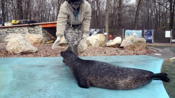 Foka pospolita (Phoca vitulina) szkolenia — Wideo stockowe